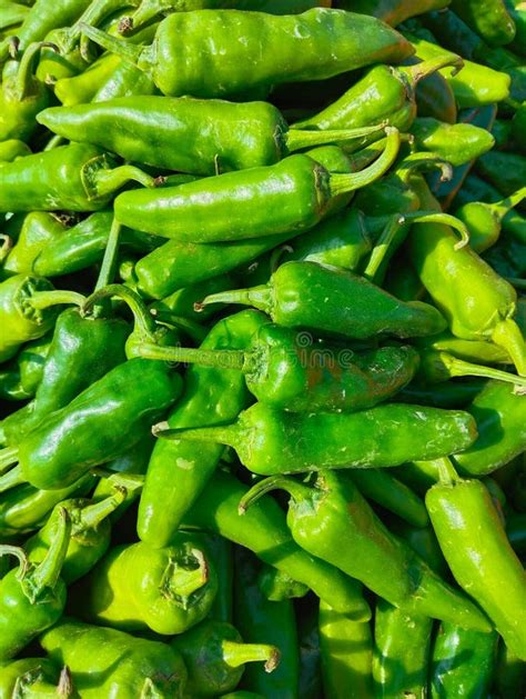 Freshly Harvested Green Chillies Chilli Chilly Pepper Vegetable Food ...