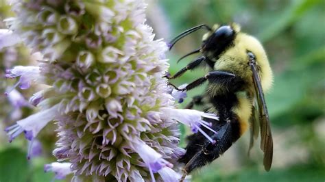 7 plants that thrive in a drought-resistant California garden