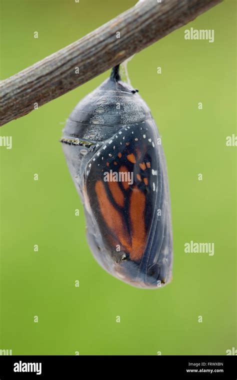 Monarch Butterfly Pupa; Danaus plexippus Single UK Stock Photo - Alamy