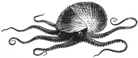 Free vintage cliparts and ephemera scans.: A couple of octopus illustrations from an 1870's book