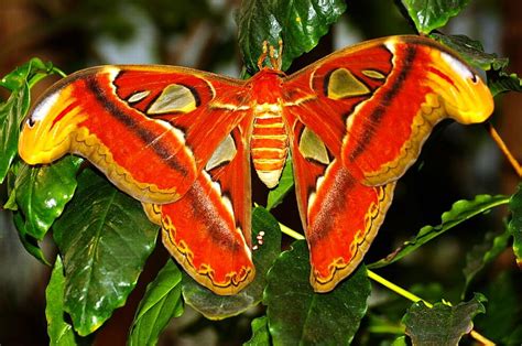Atlas_Moth, atlas-moth, colors, beautiful HD wallpaper | Pxfuel