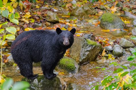 Black Bears Canada - Fascination Wildlife