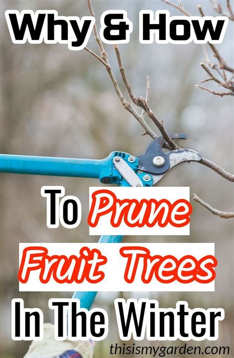 Pruning fruit trees in the winter how to get your trees in great shape ...