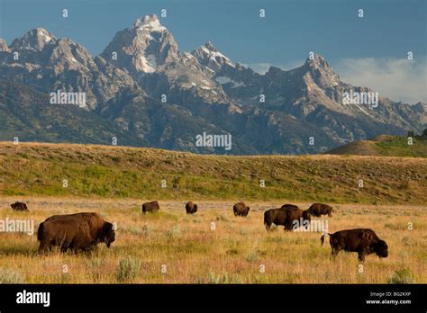 Herd of American Bison or Buffalo Bison bison, in grasslands, Grand Stock Photo, Royalty Free ...