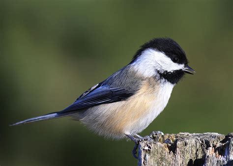 Maine State Bird Black-capped Chickadee | Black capped chickadee ...