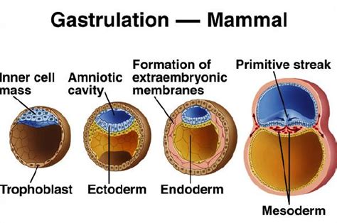 Oogenesis, Polyspermy, and In Vitro Fertilization: When and How ...