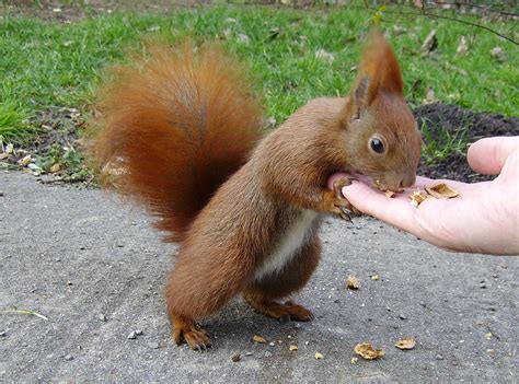 File:Eichhörnchen auf Hand.jpg - Wikimedia Commons