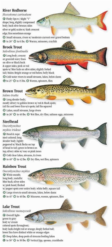 Ohio Fish Species Chart