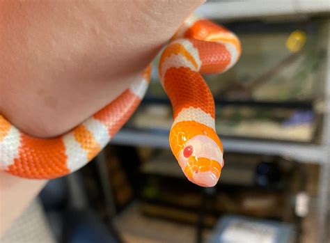 Albino Tangerine Honduran Milksnake named Tennessee : r/snakes