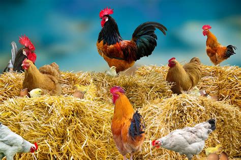 Chicken Poultry Hay Farm - Free photo on Pixabay - Pixabay