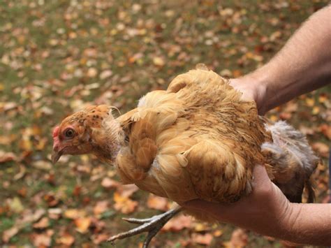 Chicken Molting: What to Expect | HGTV