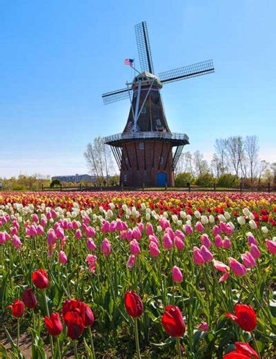 Holland Tulips Day Trip: May 9, 2024 - Excite Tours