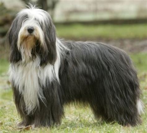 Old English Sheepdog vs Bearded Collie - Breed Comparison