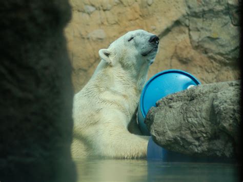 The Online Zoo - Polar Bear