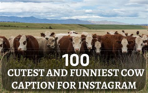 100 Cute & Funny Cow Captions for Instagram 2023