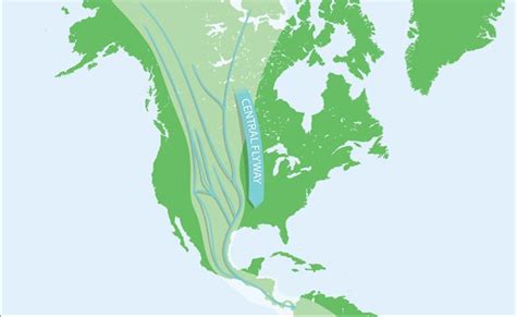 The 4 North American Bird Migration Paths