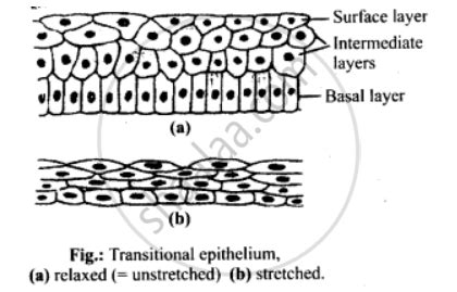 Transitional Epithelial Tissue Diagram