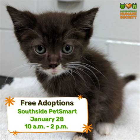 Free Feline Adoption Event - Southside PetSmart - Jacksonville Humane ...