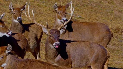 Journeys in Nature: Sanjiangyuan series | Ep. 5: Thorold's Deer - CGTN