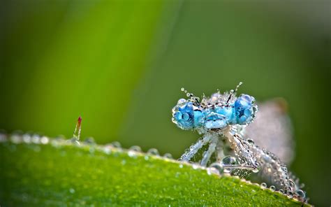 Macro shot photography of blue eyed insect on green leaf plant HD ...