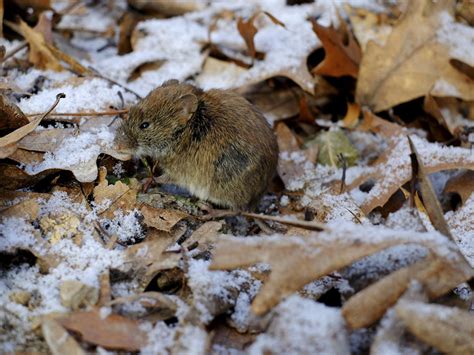 Minnesota Seasons - southern red-backed vole