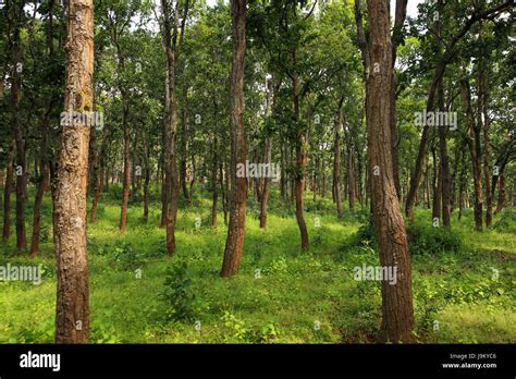 Sal Tree, Amarkantak, Madhya Pradesh, India, Asia Stock Photo - Alamy