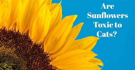 Are Sunflowers Toxic to Cats? - Cat-World