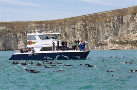 Dolphin Encounters - New Zealand In Depth