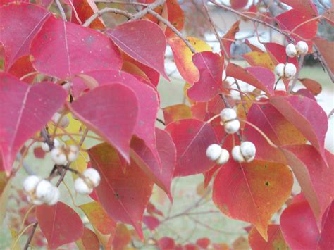 Chinese tallow or "popcorn tree"also pops with fall color | Plant leaves, Popcorn tree, Autumn ...