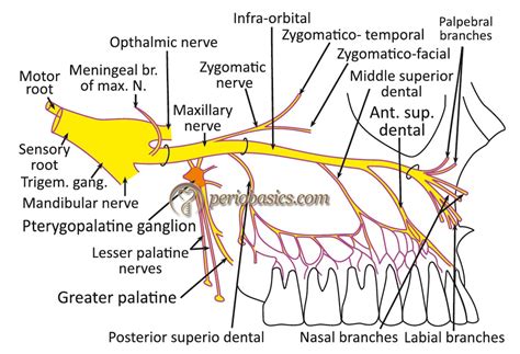 Vascular supply & innervation of gingiva describing arteries, veins, nerves