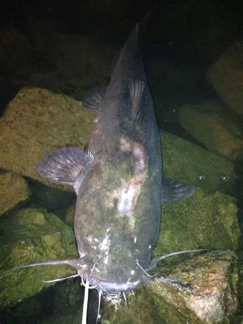 How Do You Catch Flathead Catfish? - SkyAboveUs