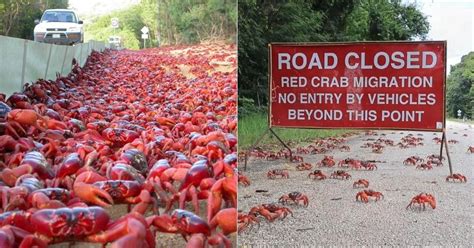 its time of the year again: Xmas' island crabs | HardwareZone Forums