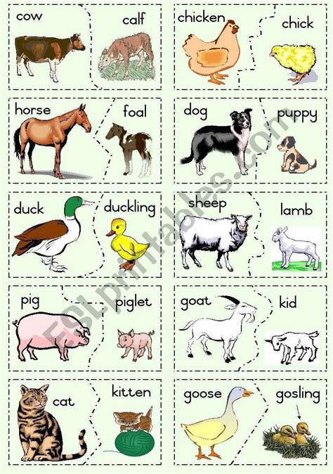 Animals And Their Babies Matching Worksheet