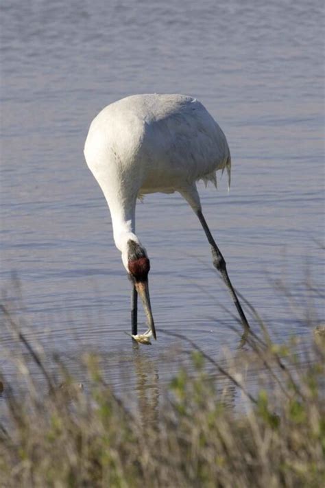 Free picture: whooping, crane, bird, grus Americana