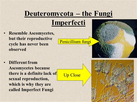 Por qué los deuteromycetes se llaman hongos imperfectos? - startupassembly.co