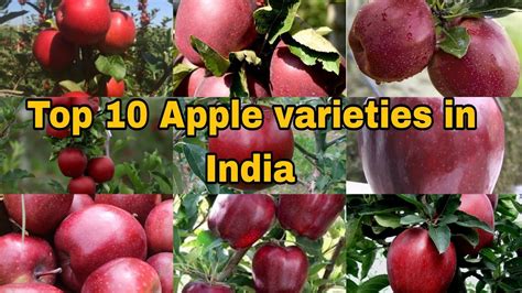 Top Apple varieties traditionally being grown in UTTARAKHAND and HIMACHAL - YouTube