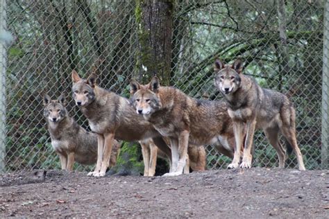 A Tale of Two Sanctuaries: Part One — Wolf Haven | News | yelmonline.com