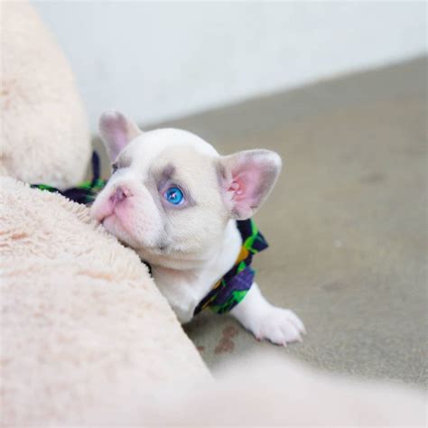 Pawblo - Micro Frenchie Male | Mini Teacup Puppies