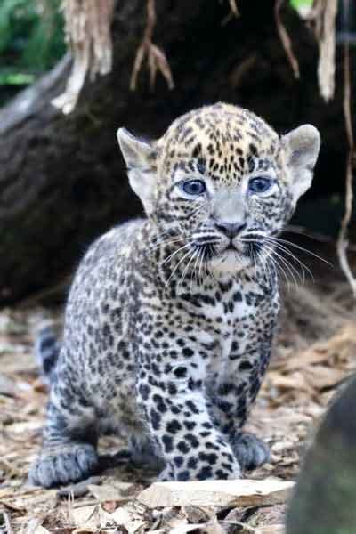 Two Sri Lankan leopard cubs born in England Zoo - Breaking News | Daily ...