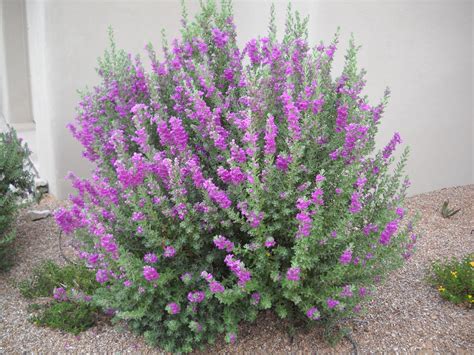 rain cloud texas ranger, Leucophyllum frutescens 'Rain Cloud ...