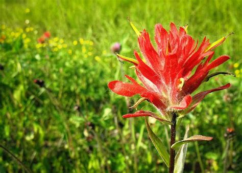 Kansas Wildflowers in Bloom by Season: Spring, Summer & Fall