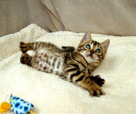 Bengal, Sweet Bengal kittens for adoption now, Cats, for Sale, Price