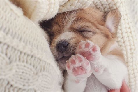 Adorable Puppy Pictures That Will Make You Melt | Reader's Digest