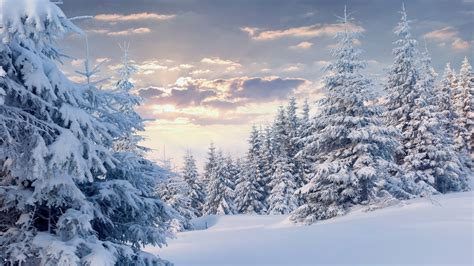 24 Snow Forest Wallpapers - Wallpaperboat