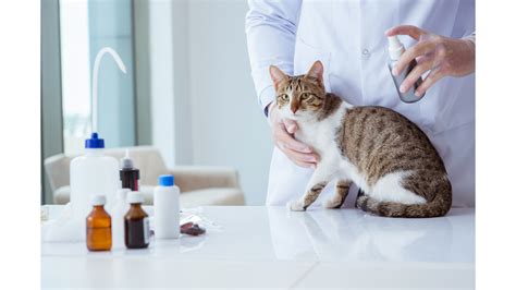 The 5 Best Flea Sprays For Cats | Dog Product Picker