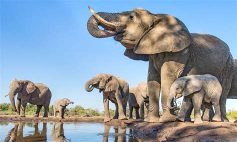 African Savannah Elephants | Elephants in Tarangire | Tarangire Elephants