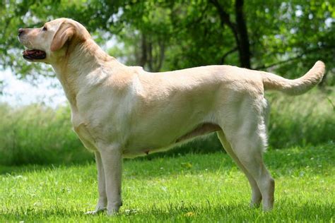 Intestinal Disorder (Loss of Motility) in Dogs - Symptoms, Causes ...