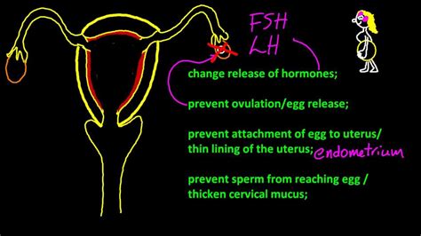 B.6.3 Describe the mode of action of oral contraceptives IB Chemistry SL - YouTube