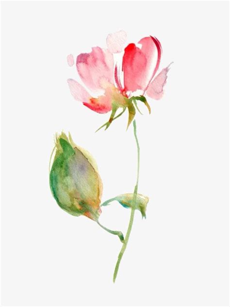 Watercolor Single Flower Clipart - canvas-story