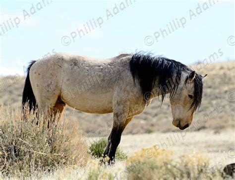 Jughead 1 Buckskin Mustang Stallion 8.5 x 11 | Etsy | Wild horse ...